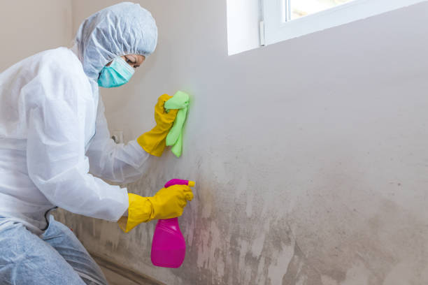 Why You Should Choose Our Mold Remediation Services in Central Gardens, TX